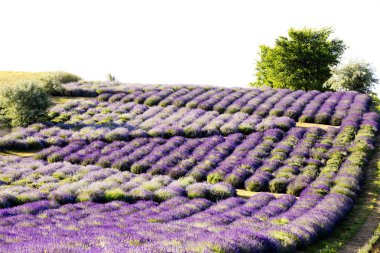 Gün doğumunda lavanta (Lavandula L.) açan tarla