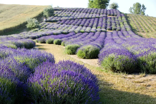 Campo Florescente Lavanda Lavandula Nascer Sol — Fotografia de Stock