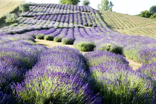 Campo Florescente Lavanda Lavandula Nascer Sol — Fotografia de Stock