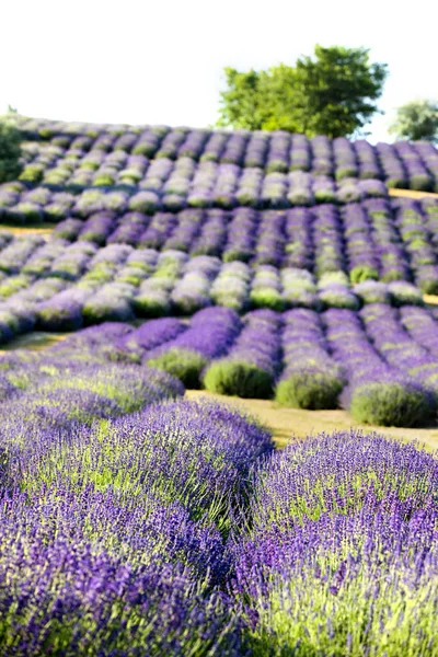 Kvetoucí Pole Levandule Lavandula Při Východu Slunce — Stock fotografie