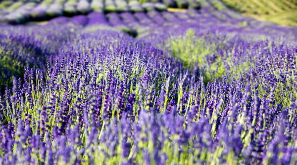 Blommande Lavendelfält Lavandula Vid Soluppgången — Stockfoto