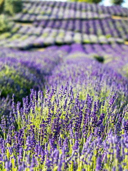 Blühendes Lavendelfeld Lavandula Bei Sonnenaufgang — Stockfoto