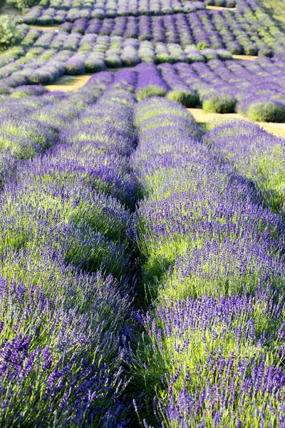 Kvetoucí Pole Levandule Lavandula Při Východu Slunce — Stock fotografie