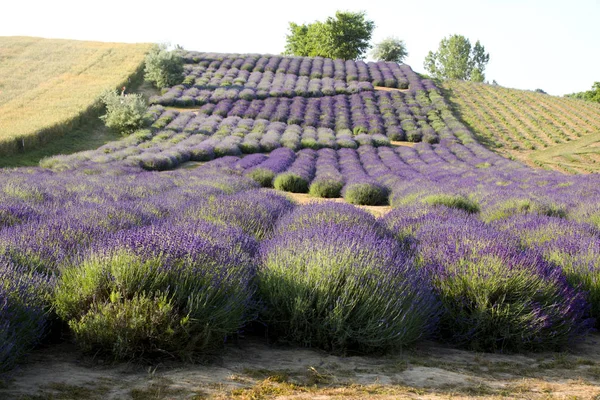 Kvetoucí Pole Levandule Lavandula Při Východu Slunce — Stock fotografie