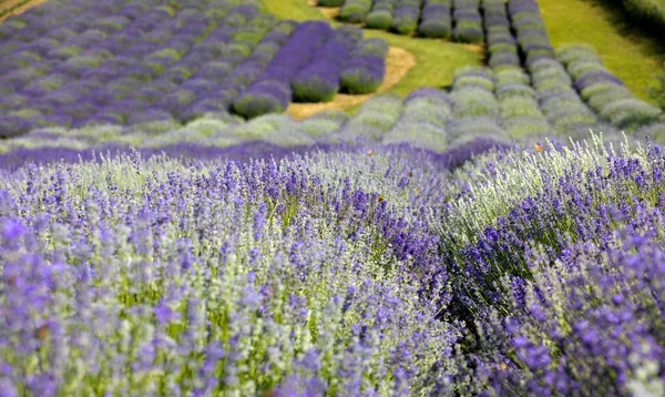 Blühendes Lavendelfeld Lavandula Bei Sonnenaufgang — Stockfoto