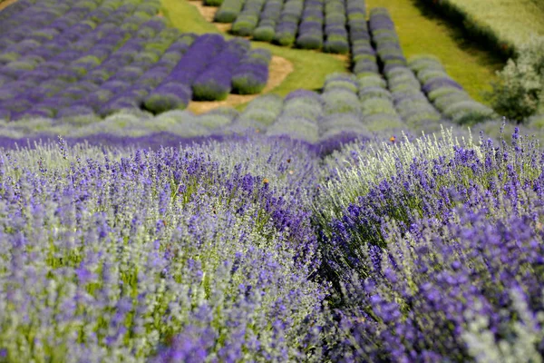 Kvetoucí Pole Levandule Lavandula Při Východu Slunce — Stock fotografie