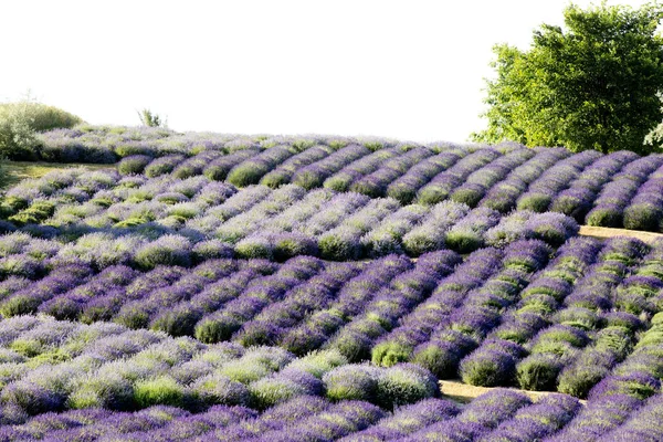 Blooming Field Lavender Lavandula Sunrise — Stock Photo, Image