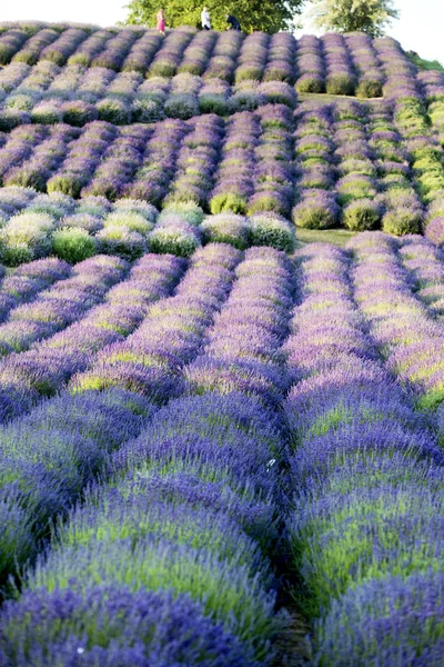 Bloeiend Gebied Van Lavendel Lavandula Bij Zonsopgang — Stockfoto