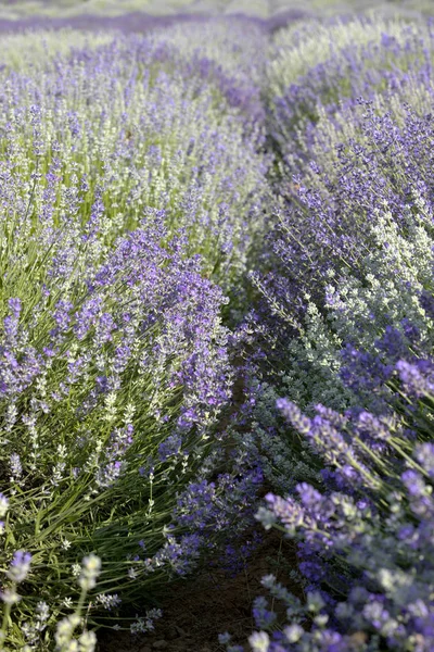 Campo Florescente Lavanda Lavandula Nascer Sol — Fotografia de Stock