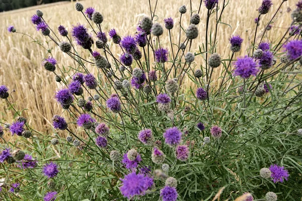 Sıcak bir sabah tarlaları arasında Thistle (Cirsium arvense) gibi yabani otlar ve yabani otlar unutulmaz bir görünüm oluşturmak