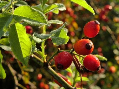  Sabah sonbahar güneşinde çiy ile kaplı yabani bir gülün baştan çıkarıcı kırmızı meyveleri