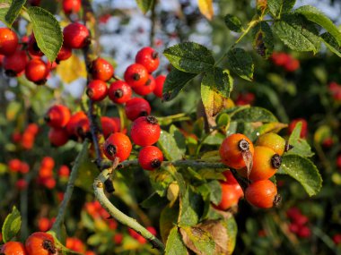  Sabah sonbahar güneşinde çiy ile kaplı yabani bir gülün baştan çıkarıcı kırmızı meyveleri