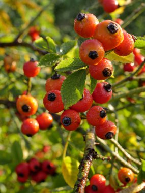  Sabah sonbahar güneşinde çiy ile kaplı yabani bir gülün baştan çıkarıcı kırmızı meyveleri