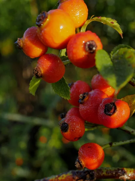 Fruits Rouges Tentants Une Rose Sauvage Couverte Rosée Matin Soleil — Photo