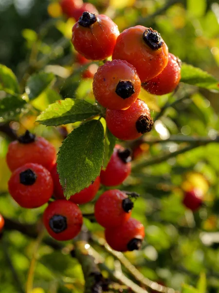  Sabah sonbahar güneşinde çiy ile kaplı yabani bir gülün baştan çıkarıcı kırmızı meyveleri