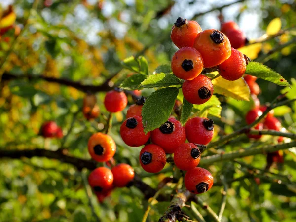 Fruits Rouges Tentants Une Rose Sauvage Couverte Rosée Matin Soleil — Photo