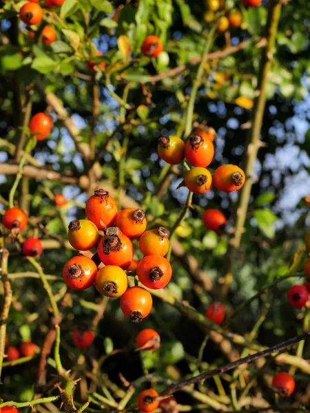 Fruits Rouges Tentants Une Rose Sauvage Couverte Rosée Matin Soleil — Photo