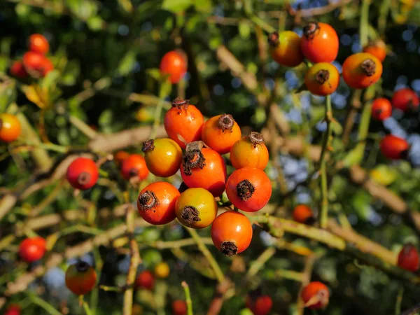  Sabah sonbahar güneşinde çiy ile kaplı yabani bir gülün baştan çıkarıcı kırmızı meyveleri