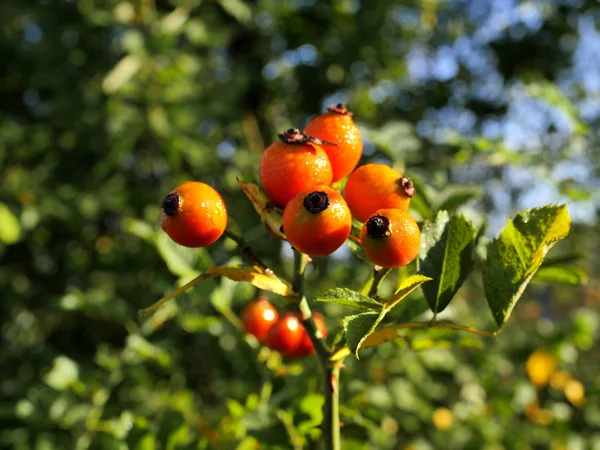 Fruits Rouges Tentants Une Rose Sauvage Couverte Rosée Matin Soleil — Photo