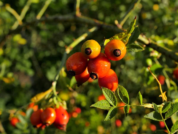 Fruits Rouges Tentants Une Rose Sauvage Couverte Rosée Matin Soleil — Photo