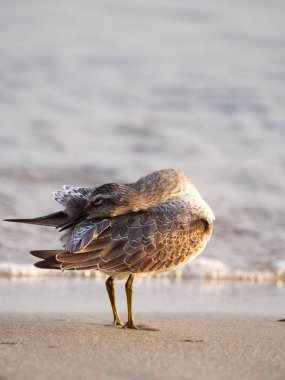 Baltık Denizi üzerinde sonbahar uçuşları sırasında değiştirilebilir göç ve rahatlatıcı Biegusw