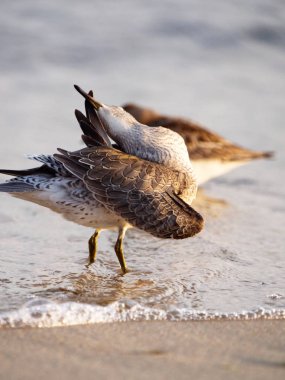 Baltık Denizi üzerinde sonbahar uçuşları sırasında değiştirilebilir göç ve rahatlatıcı Biegusw