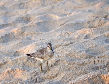 Baltık Denizi üzerinde sonbahar uçuşları sırasında değiştirilebilir göç ve rahatlatıcı Biegusw