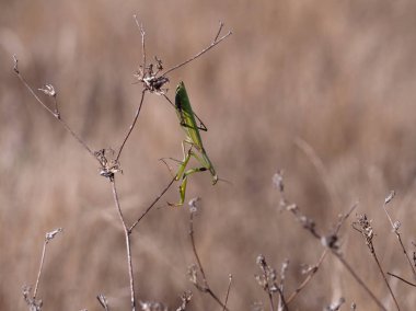 Peygamber devesi (Mantid dini) en sevdiği yerde çimenler arasında