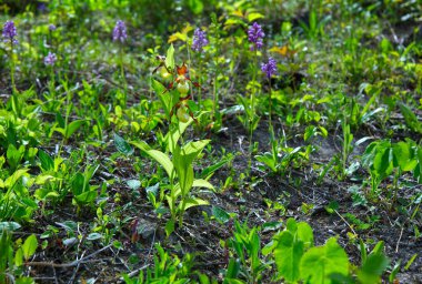 Mayıs ayında, Yaygın Ayakkabı (Cypripedium calceolus L.) çayırlarda çiçek açar - bir orkide türü.
