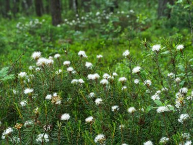 Ortak Bataklık (Rhododendron tomentosum Harmaja), orman ortasındaki sulak alanlarda yaşayan Heather ailesinden korunan bir bitki türüdür.