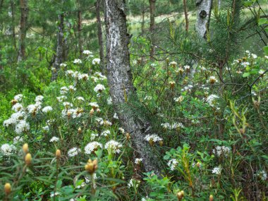 Ortak Bataklık (Rhododendron tomentosum Harmaja), orman ortasındaki sulak alanlarda yaşayan Heather ailesinden korunan bir bitki türüdür.