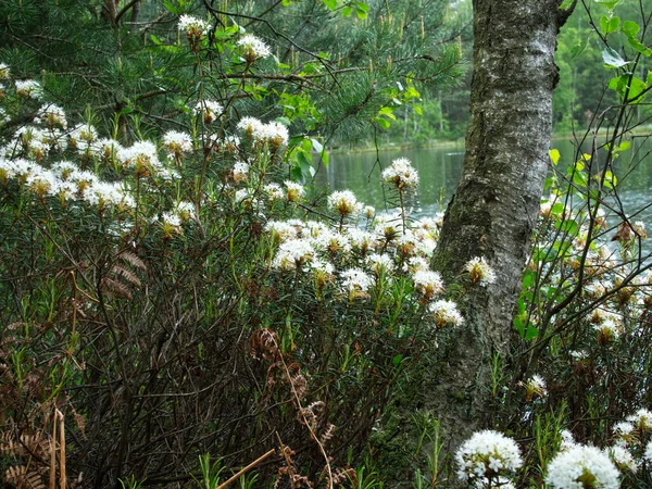 Flowering Shrubs Common Marsh Rhododendron Tomentosum Harmaja Species Protected Plant — Stock Photo, Image