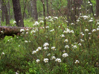 Ortak Bataklık (Rhododendron tomentosum Harmaja), orman ortasındaki sulak alanlarda yaşayan Heather ailesinden korunan bir bitki türüdür.