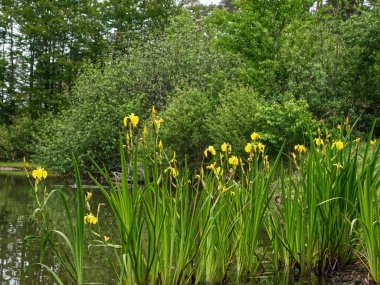 Çiçek açan sarı iris (Iris psödacorus L.) bir orman göletinde