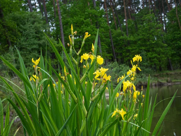 Kwitnąca Żółta Tęczówka Iris Pseudacorus Stawie Leśnym — Zdjęcie stockowe