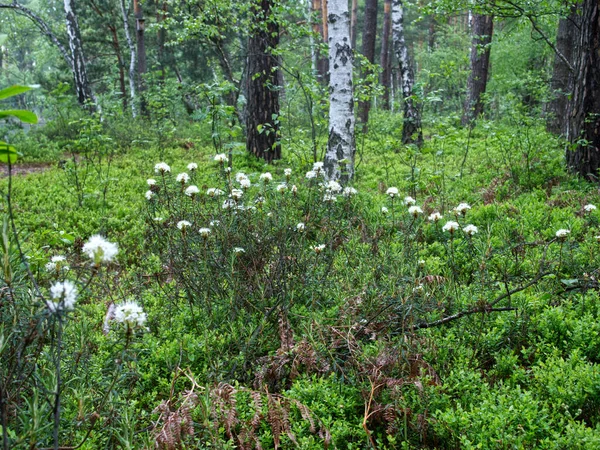 共通の湿原の開花性低木 ツツジのトメントスム ハルマガ 森林の中湿地にあるヘザー科から保護植物の種である — ストック写真