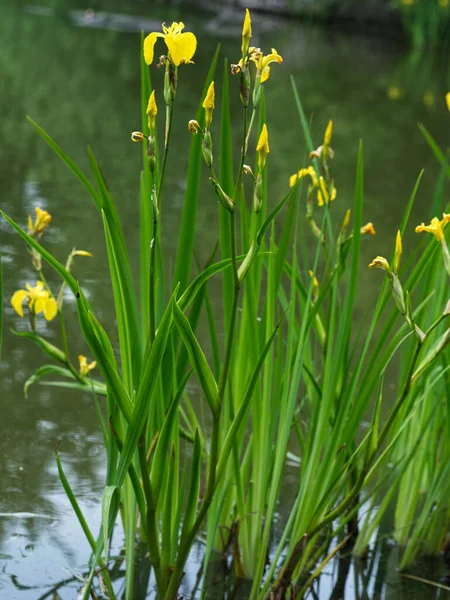 Iris Jaune Iris Pseudacorus Fleurs Sur Étang Forestier — Photo