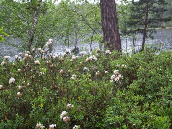 Flowering Shrubs Common Marsh Rhododendron Tomentosum Harmaja Species Protected Plant — Stock Photo, Image