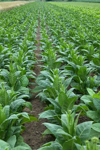 Tobacco fields with growing tobacco (Nicotiana L.)