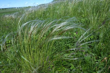 Termofilik çayırlar ve kuru yamaçlar Stipa capillata L. ile kaplıdır.