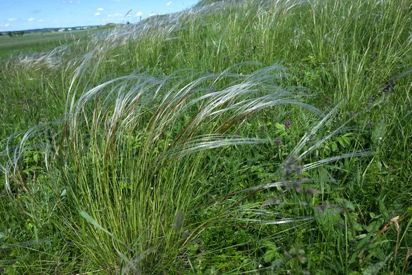 Thermophilic Grasslands Dry Slopes Covered Stipa Capillata Which Plant Strict Stock Picture