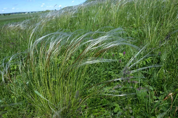 Термофильные Луга Сухие Склоны Покрыты Stipa Capillata Растение Находится Строгой Стоковая Картинка