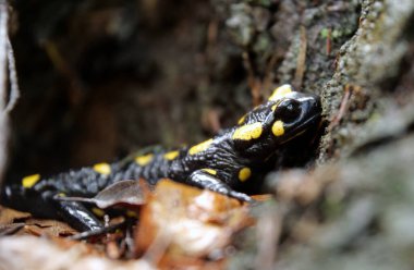 Ateş semenderi, aynı zamanda ateş kertenkelesi (Salamandra semenderi) olarak da bilinir.