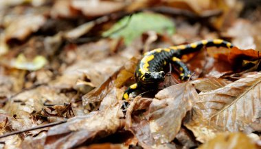 Ateş semenderi, aynı zamanda ateş kertenkelesi (Salamandra semenderi) olarak da bilinir.