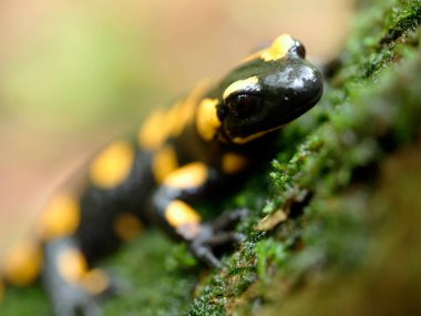 Ateş semenderi, aynı zamanda ateş kertenkelesi (Salamandra semenderi) olarak da bilinir.