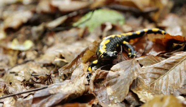 Fire salamander, also called fire lizard (Salamandra salamandra) in autumn forest on a rainy day