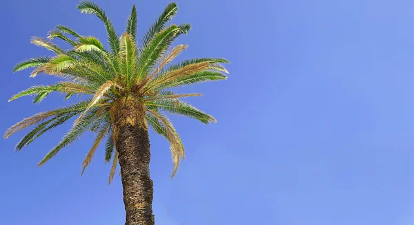 背景には 熱帯の風景の完璧なイメージの青い空と強い広範なパームツリー — ストック写真