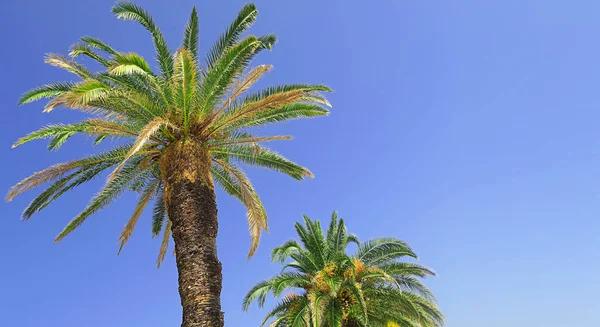 Strong Broad Palmtree Blue Sky Background Perfect Image Tropical Landscape — Stock Photo, Image