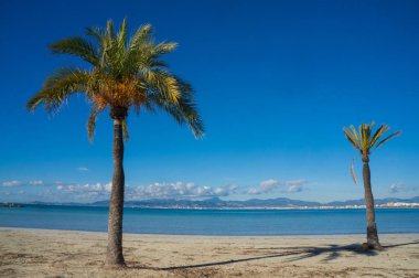 iki canlı mutlu palmiye ağaçları ile hala arka plan, biraz kabarık beyaz bulutlar ve beyaz kumlu plaj deniz ve mavi gökyüzü mavi 