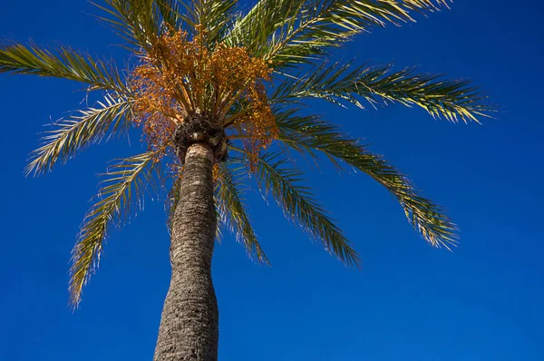 素敵な熱帯テーマ 日当たりの良い 暖かい太陽の光で入浴地球上の楽園の青い空と美しい強力な強力なココヤシの木ツリー — ストック写真